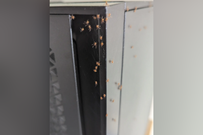 Internet Reacts to Spider Eggs Hatching Inside Computer: 'Burn It'