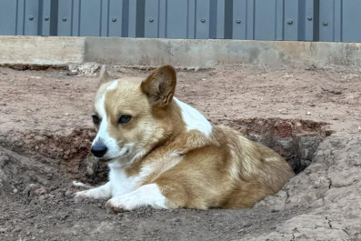 Corgi Sent to Day Care To Socialize Ends Up Judging 'the Peasants' Instead