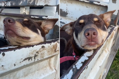 Exhausted Sheepdog Caught Sleeping on the Job: 'She's Earned It'