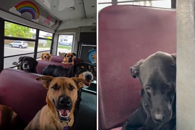 Busload of Day Care Dogs Before vs. After Heading To Play Park Delights