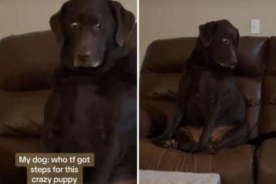 Lab's Priceless Reaction When Puppy Gets Stairs to Couch: 'Betrayed'