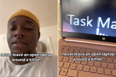 Kitten Owner Leaves Laptop Unattended for 3 MinutesâReturns to Chaos: 'How?'