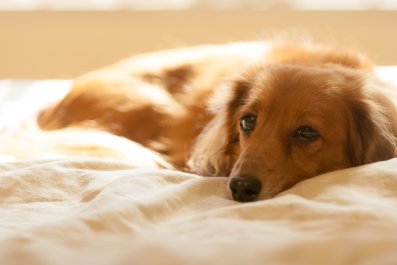 Why Dachshund Puppy Throws 'Tantrum' at Bedtime Delights Viewers