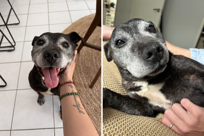 Tears as Stray Senior Dog Turns Up at Gen Z House ShareâAnd Stays