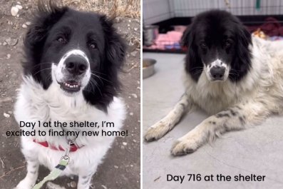 Face of Shelter Dog on Day 1 Compared to Day 716 Is 'Breaking Our Hearts'