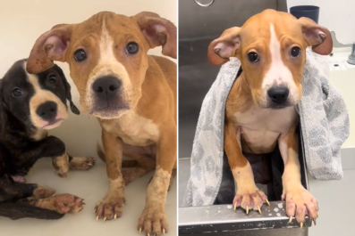 Emaciated Puppies Trapped in Tiny Cage Their Entire Lives Are Finally Freed