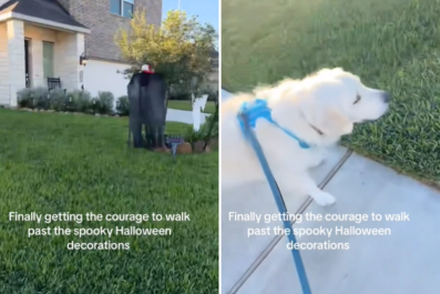 Watch Brave Golden Retriever Work Up 'Courage' To Walk Past Halloween Decor