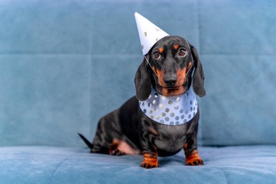 Laughter as 'Socially Awkward' Dachshund Forced To Attend Birthday Party