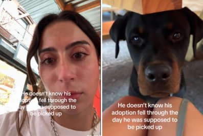 Woman Cries for Dog Whose Adoption Fell Through Day He Was Meant to Go Home