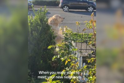 Golden Retriever Excited to Meet New Neighbor's Dogsâ'Best Friends Loading'