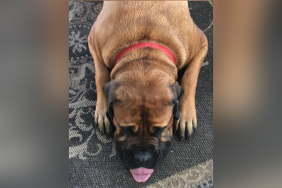 Mastiff Attempts To Squeeze Through Cat Flap, Instantly Regrets It