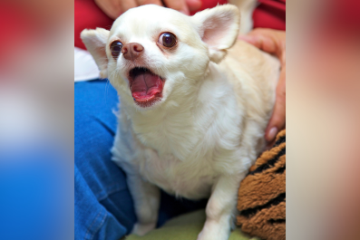 Tears as Dog Who Lost His Bark Still Gives His All: 'Best Lip Syncer'