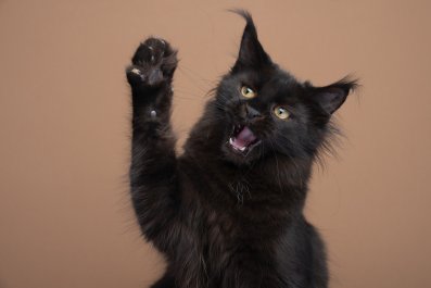 Huge Cat Eating From Counter Has Internet in Stitches: 'Thought It's a Dog'