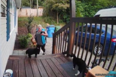 Home CCTV Captures Unexpected Interaction Between Delivery Driver and Cats