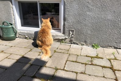 Tears as 18-Year-Old Cat Isn't Allowed Inside Family Home but Greets Guests