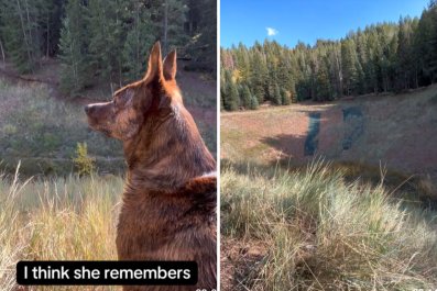 Owner Catches Dog Staring, Realizes She 'Remembers'