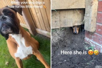 Dog Caught Digging Hole in Yard to See Dachshund Friendâ'Can't Even Be Mad'