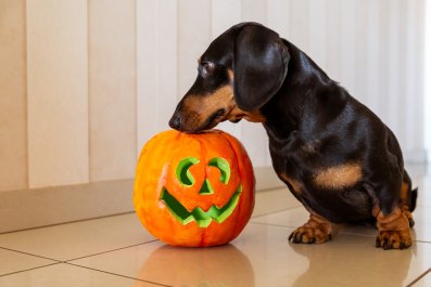 Hysterics as Dachshunds Convinced Halloween Dummy Is Real: 'Babysitter'