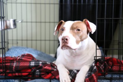 Shelter Dog Is Fostered Ahead of Hurricane, His Reaction Breaks Hearts