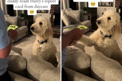 Hysterics Over Goldendoodle's Reaction to Doggy Day Care Report Card