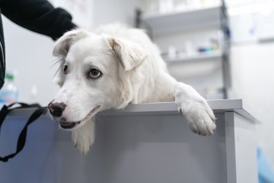 Dog High After Dental Work Has Internet in Stitches: 'Is This Real Life?'