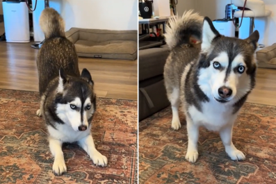 Internet Obsessed With Husky and Corgi Rescue Dog: 'Corgsky'