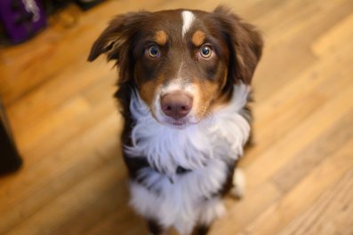 Australian Shepherd Who 'Loves His Job' Herds Dog Brother Instead of Sheep