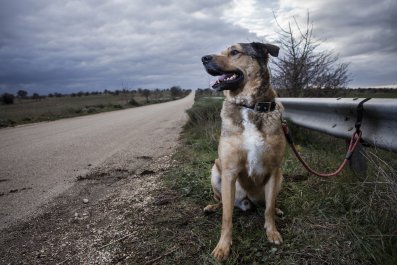 Heroic Woman Saves Puppy Left in Crate on Florida Roadside