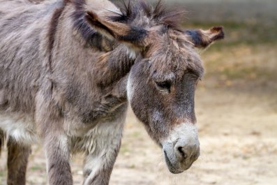 How Farmer Comforts Donkey With 'Calming Presence' During Hurricane Milton