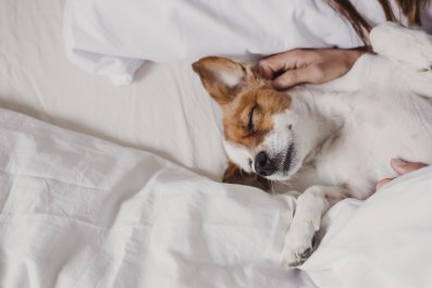 Owner's 'Nightly Battle' To Get Dog Out of Her Bed Has Internet in Stitches