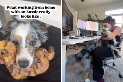 Australian Shepherd Owner Attempts to WFH, Goes As You'd Expect