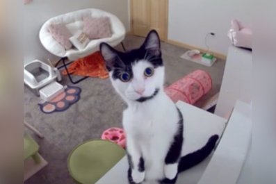 Owner Speaks via Pet Cam for the First Time, Cat's Reaction Is Priceless