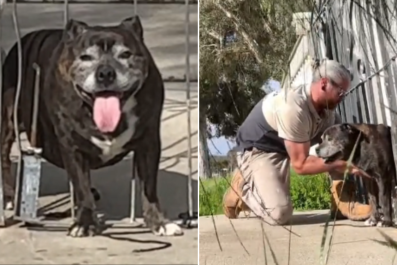 Man Hilariously Rescues 'Chonky' Dog From Gate Who's Bigger Than He Thinks