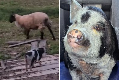 How 'Brave' Pig Herded Sheep to Save Them From Dog AttackâThen Fought Back