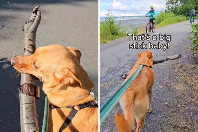 'Very Proud' Dog Showing Strangers the Stick He Found Delights Internet