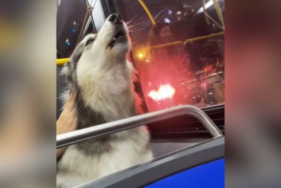 Bus Passengers in Stitches As Dog Can't Stop Howling at Sirens