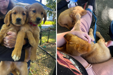 Couple Walks Into Rescue for Golden Retriever Puppy, Ends Up Adopting Two