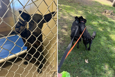 Dogs Returned to Shelter After Just 2 Months Search for Forever Home Again