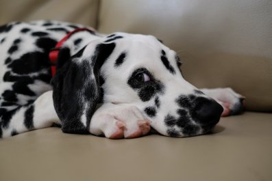 Hysterics As Dalmatian 'Tests How Far He Can Get' on Couch He's Banned From