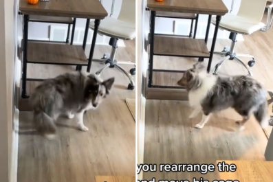 Dog Has Hysterical Reaction to Furniture Being Rearranged: 'I Am Lost'