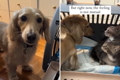 Dachshund Won't Stop Trying To Befriend Foster Kittens: 'Let Me Love You'