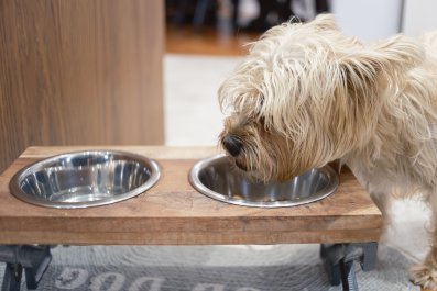 Why Senior Dog Won't Drink Water Until Owner Back From Work Breaks Hearts