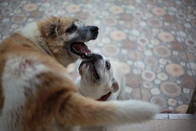 Dog Uses Paws To Pin Sibling to Wall During Fight in Hysterical Clip