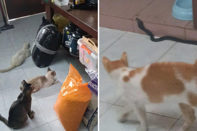 'Heroic' Cats Save Owner From Cobra Attack