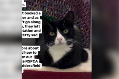 Tears As Owner Boards Long-Distance Bus, Leaves Cat Behind at Station