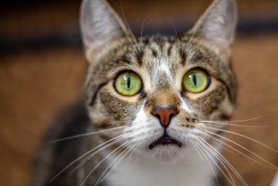 Cat Owner Prepares for Hurricane, but Pet Confused at Where 'Outside Went'