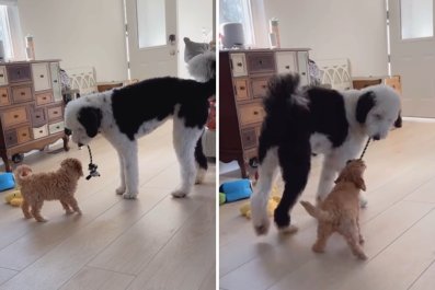 Watch Difference in How Sheepadoodle Plays With Adults v. Puppyâ'So Gentle'