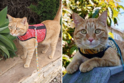 Adopted Stray Cat Who Loves Leash Walks Wins Pet of the Week