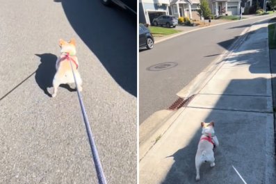 Watch 'Miracle' Moment Disabled Dog Saves Baby's Life on Walk