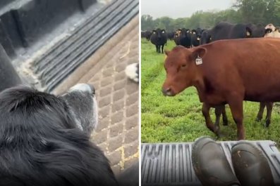 Tears at Farm Dog's Last Time Seeing His Herd After 16 Years Working Them